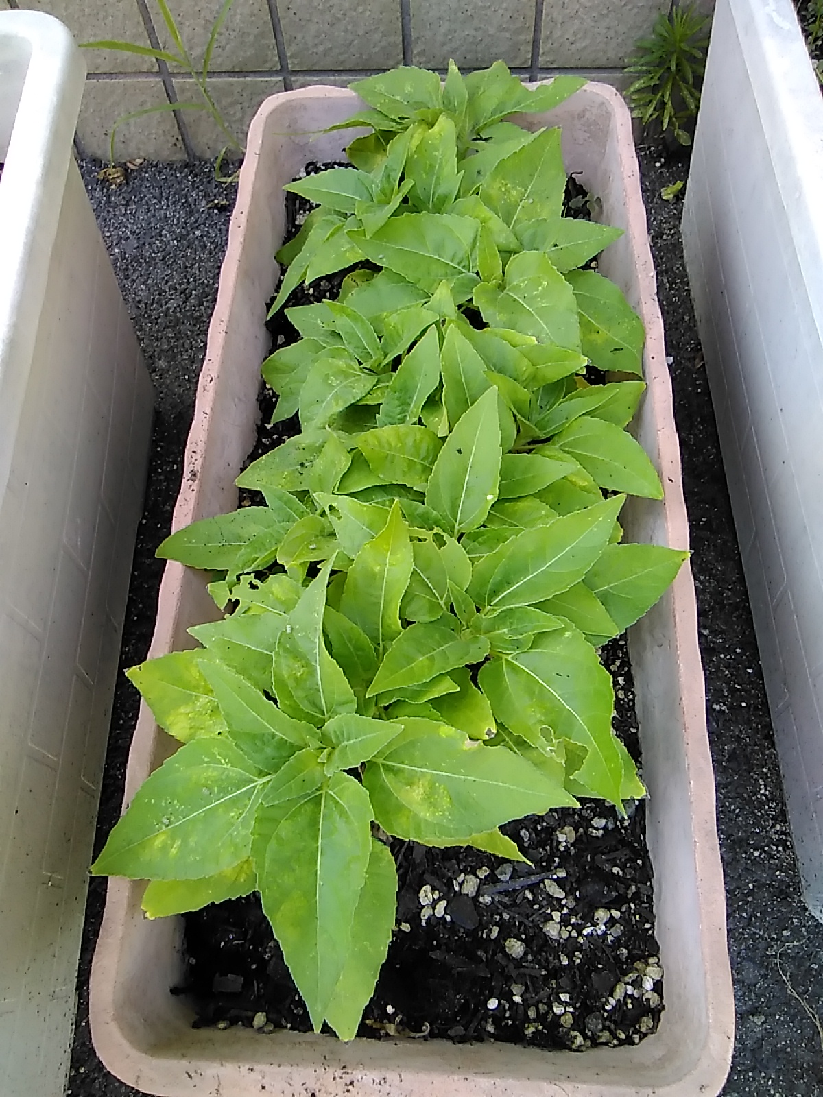 オレンジガーデニングプロジェクト2022の画像11