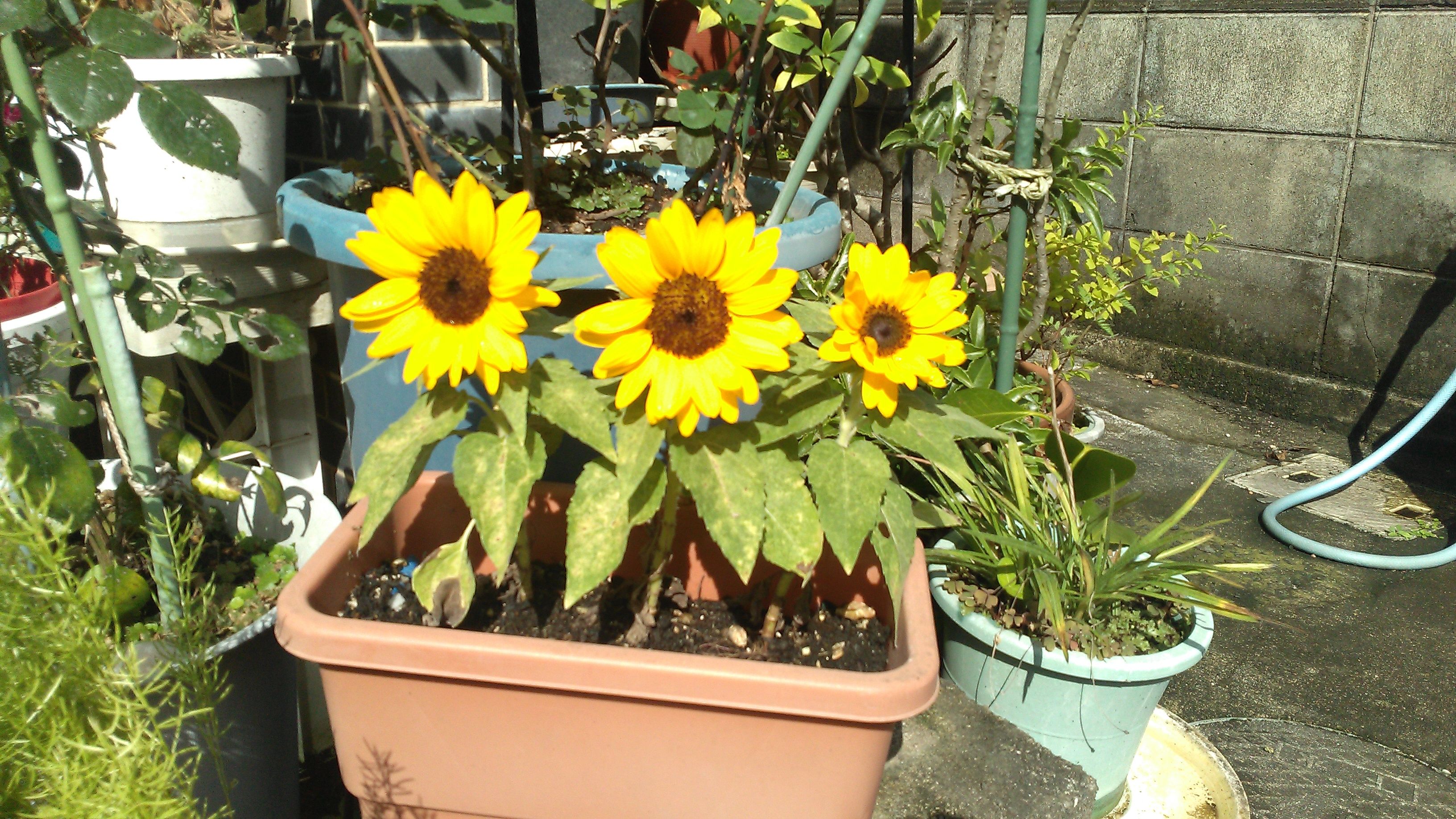 オレンジガーデニングプロジェクト2022の画像12