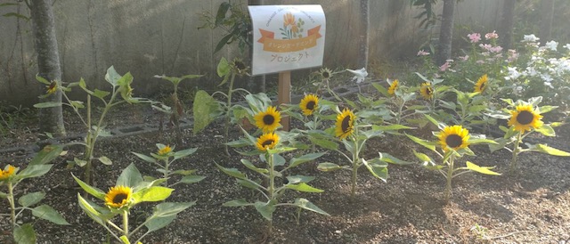 オレンジガーデニングプロジェクト2022の画像15