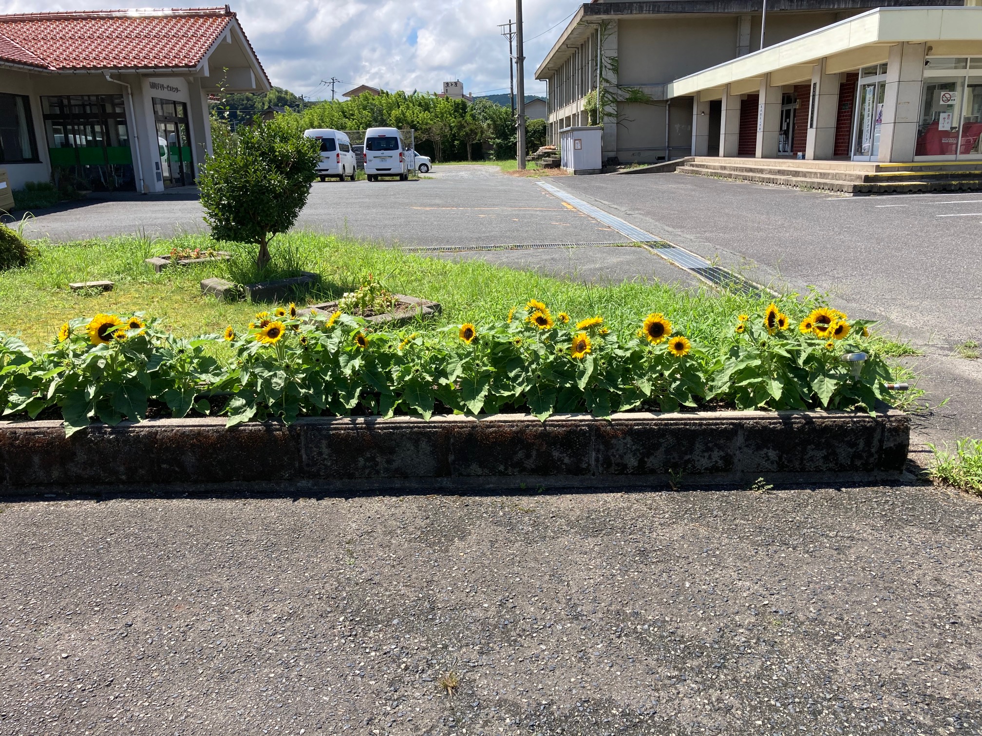 オレンジガーデニングプロジェクト2022の画像17