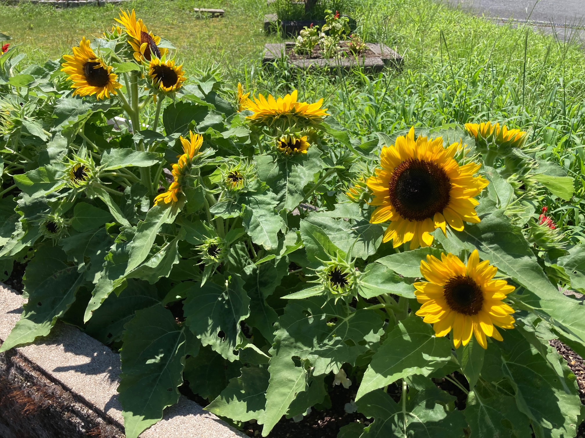 オレンジガーデニングプロジェクト2022の画像18