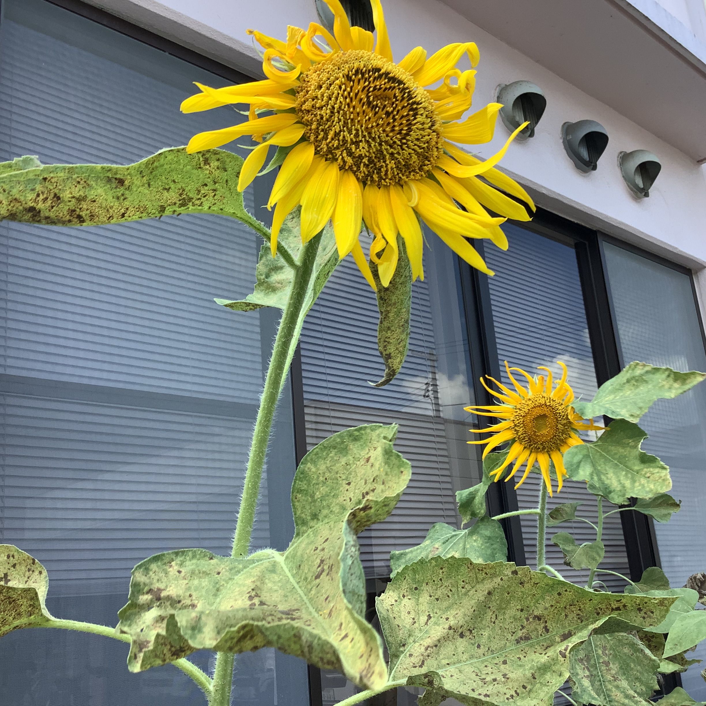 オレンジガーデニングプロジェクト2022の画像21