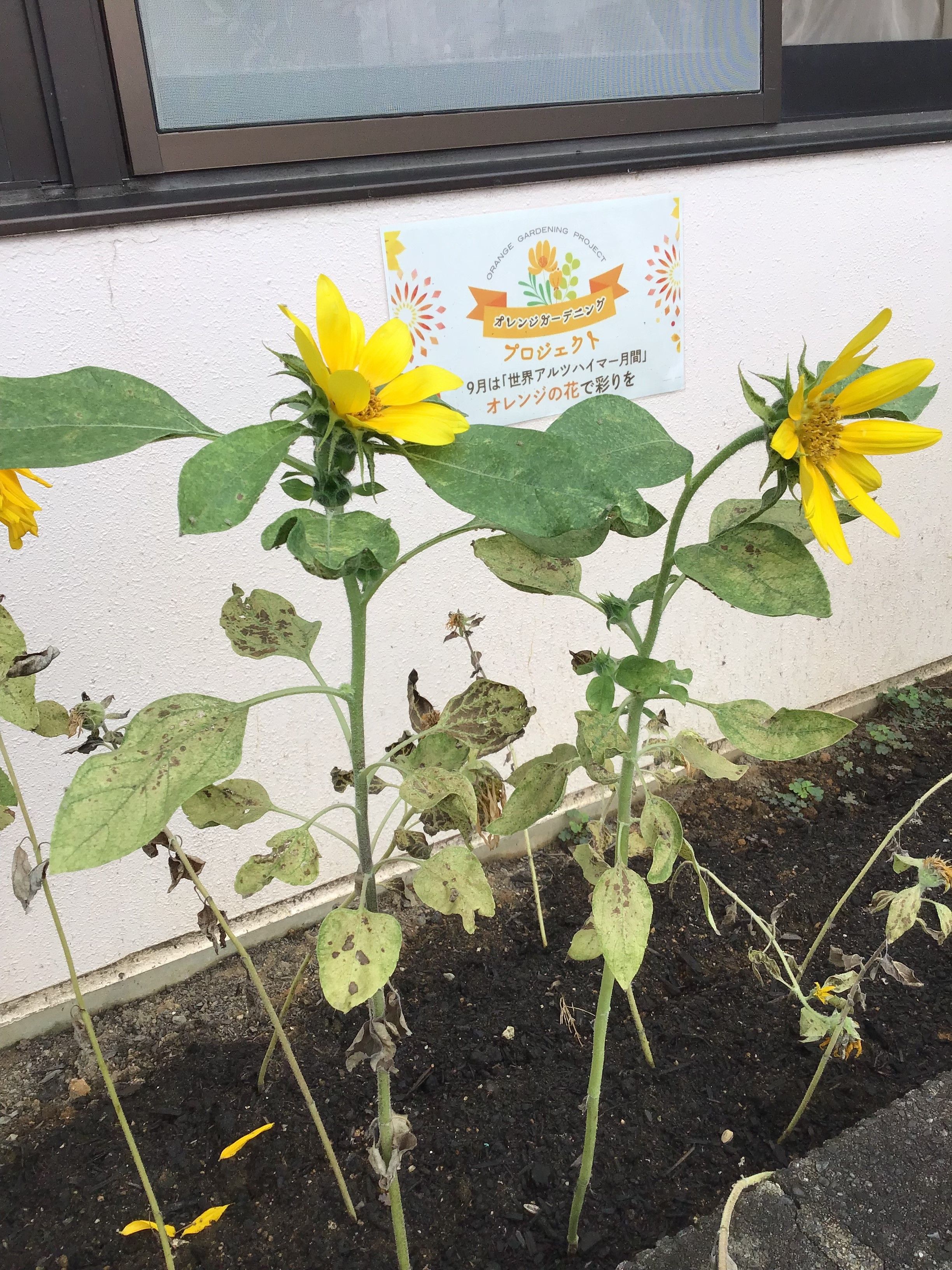 オレンジガーデニングプロジェクト2022の画像22