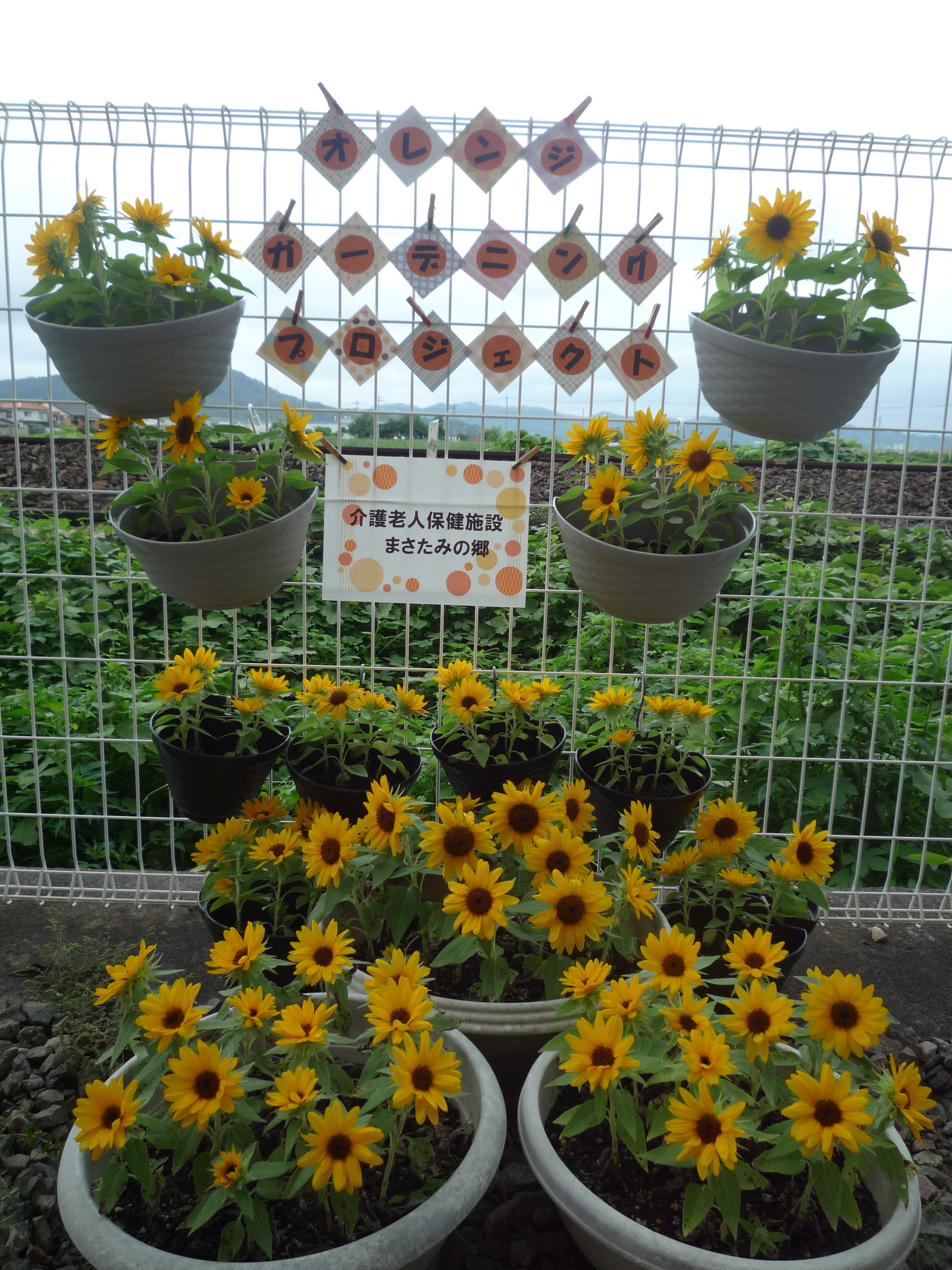 オレンジガーデニングプロジェクト2022の画像24