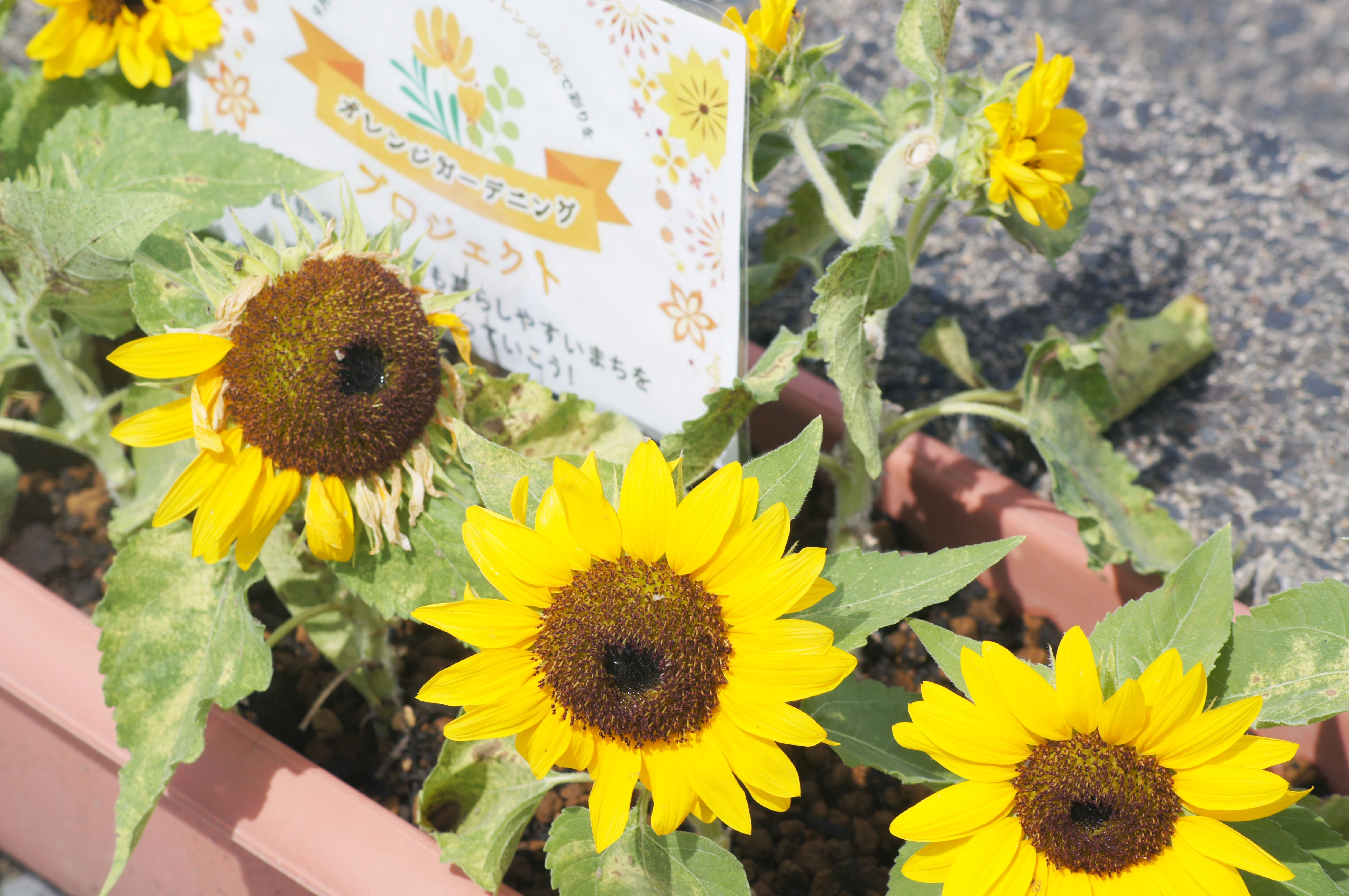 オレンジガーデニングプロジェクト2022の画像28