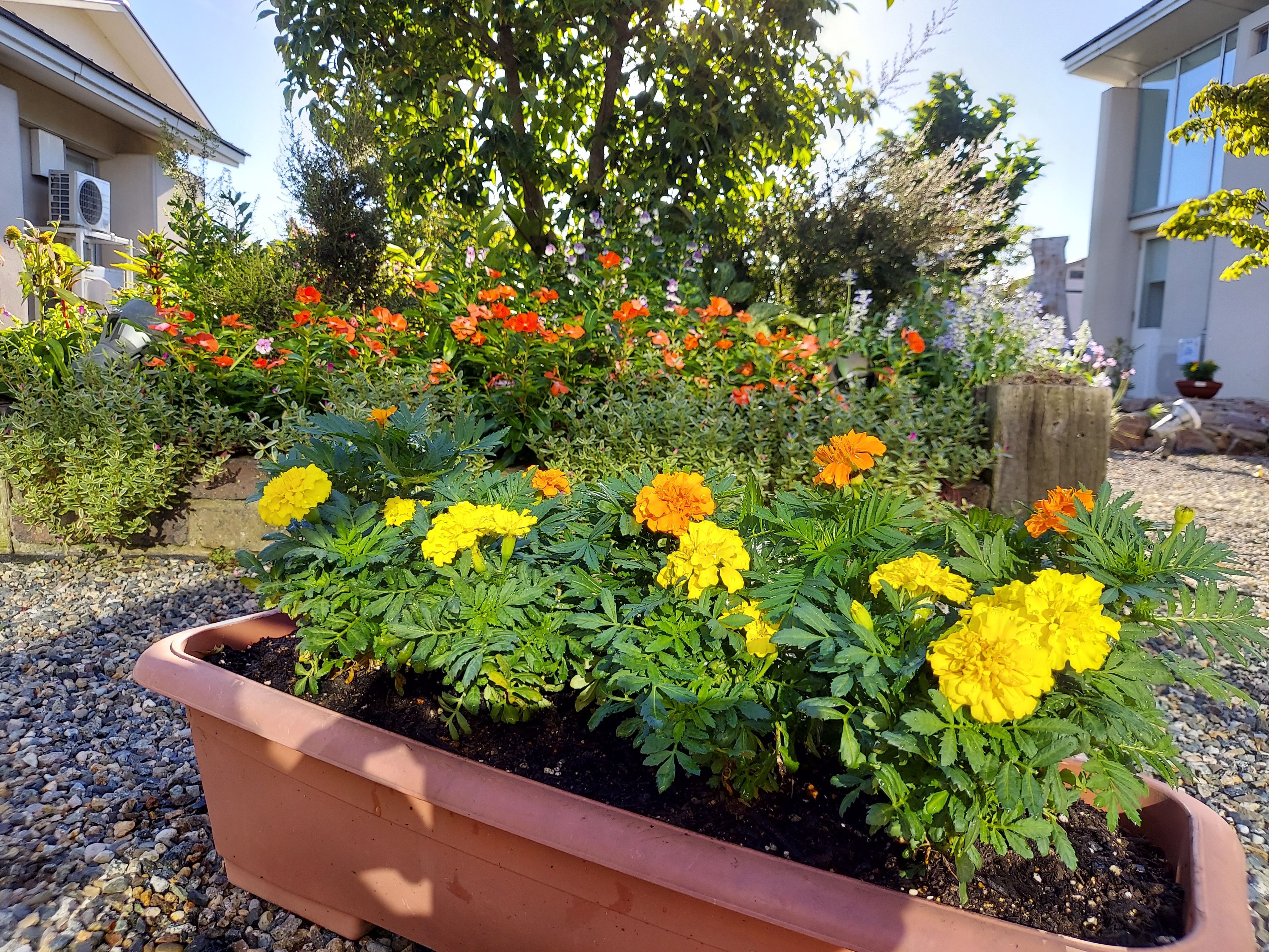 オレンジガーデニングプロジェクト2022の画像31