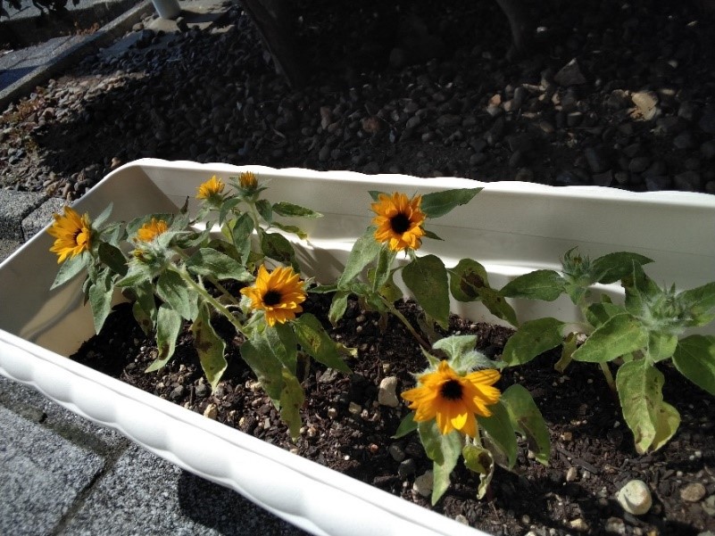 オレンジガーデニングプロジェクト2022の画像32