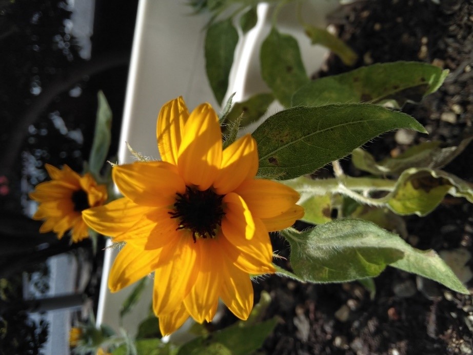 オレンジガーデニングプロジェクト2022の画像33