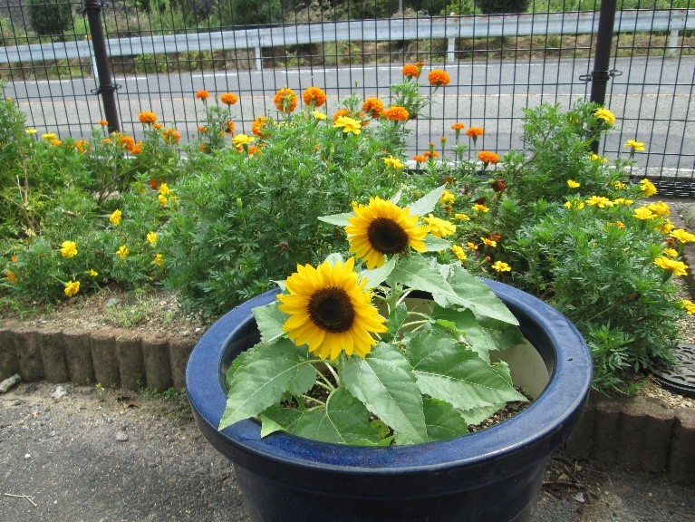 オレンジガーデニングプロジェクト2022の画像34