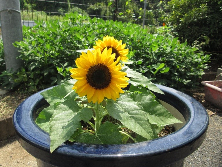 オレンジガーデニングプロジェクト2022の画像35