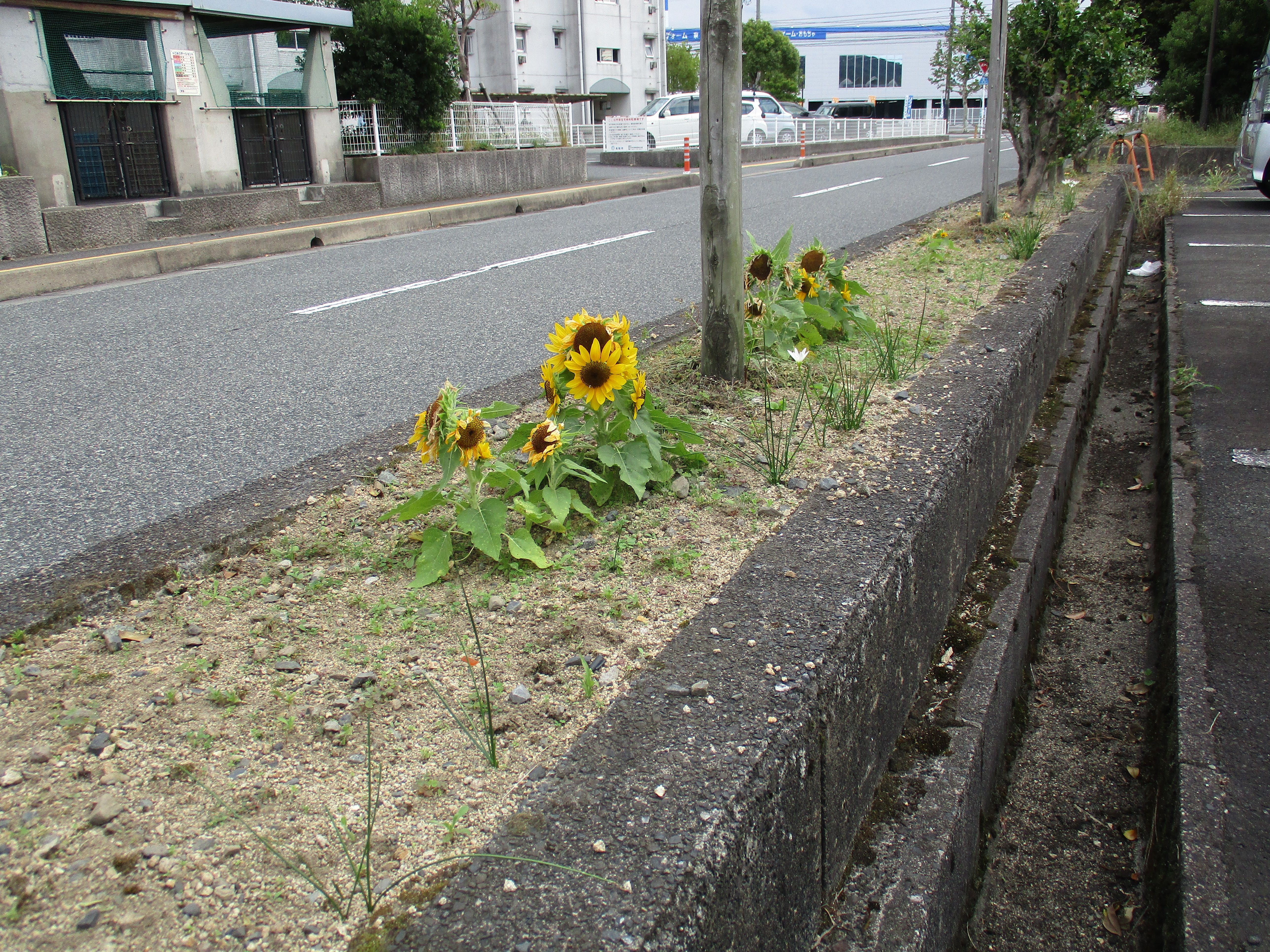 オレンジガーデニングプロジェクト2022の画像36