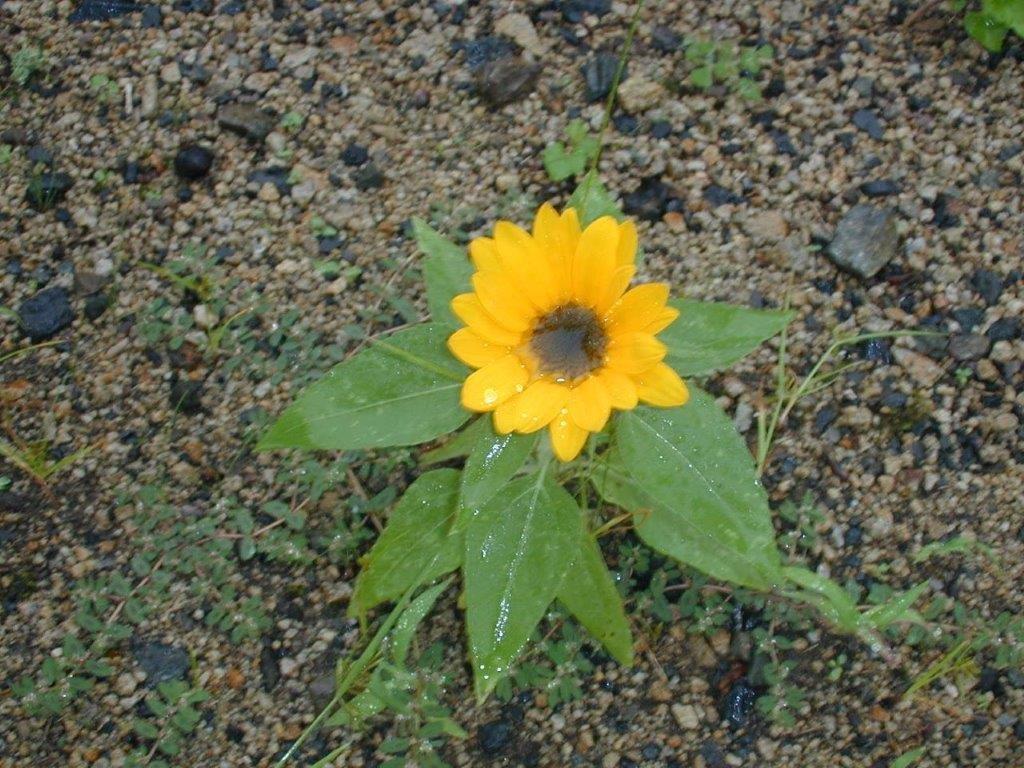 オレンジガーデニングプロジェクト2022の画像37