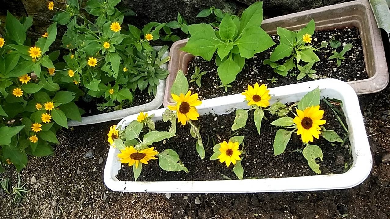 オレンジガーデニングプロジェクト2022の画像38