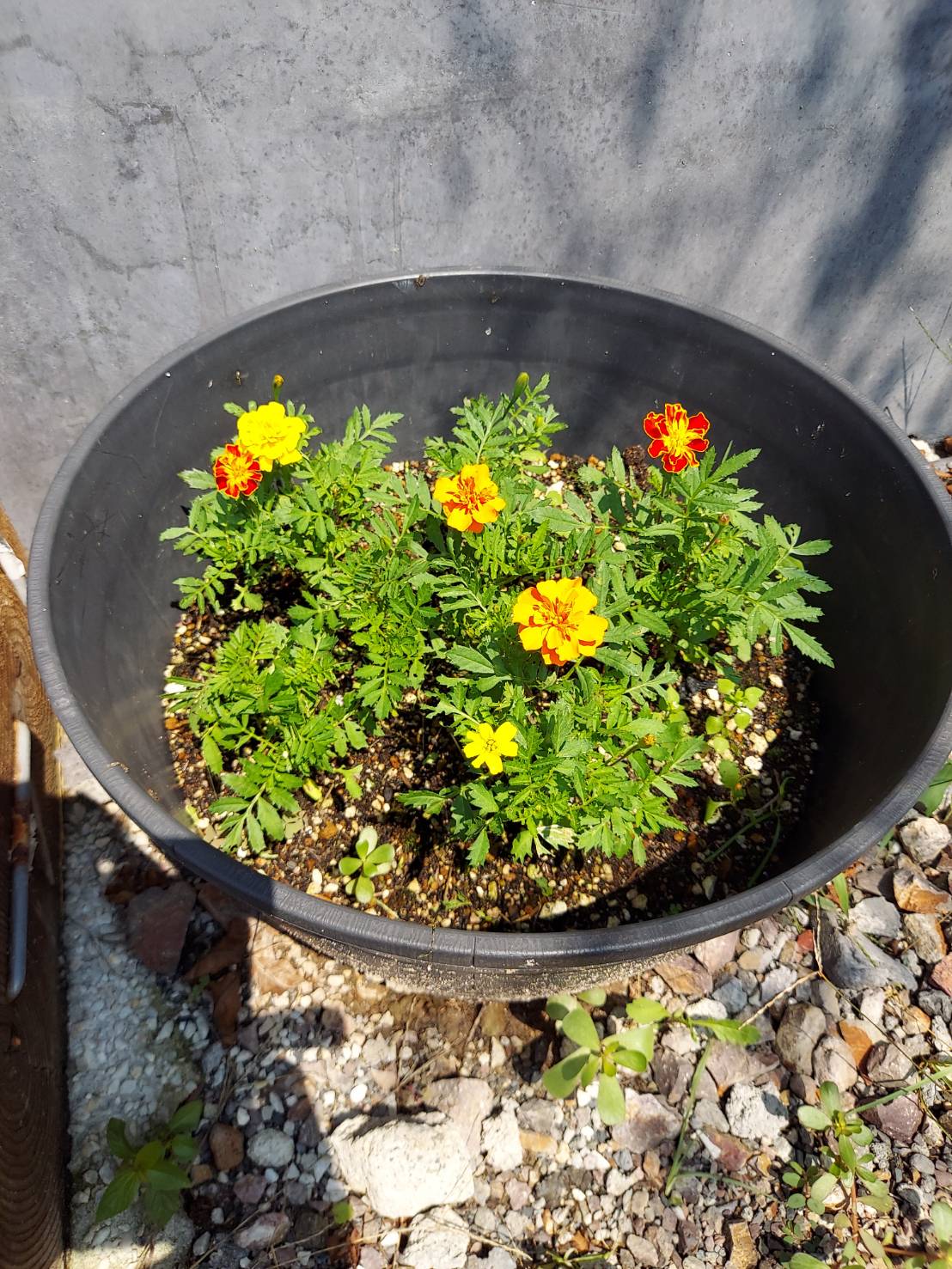 オレンジガーデニングプロジェクト2021の画像20