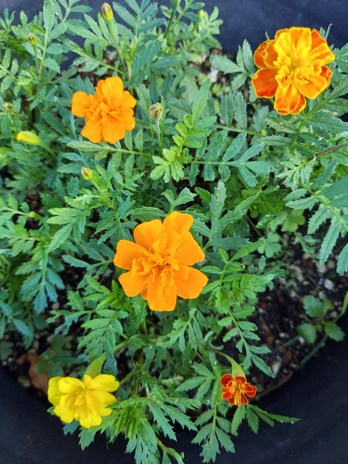 オレンジガーデニングプロジェクト2021の画像21