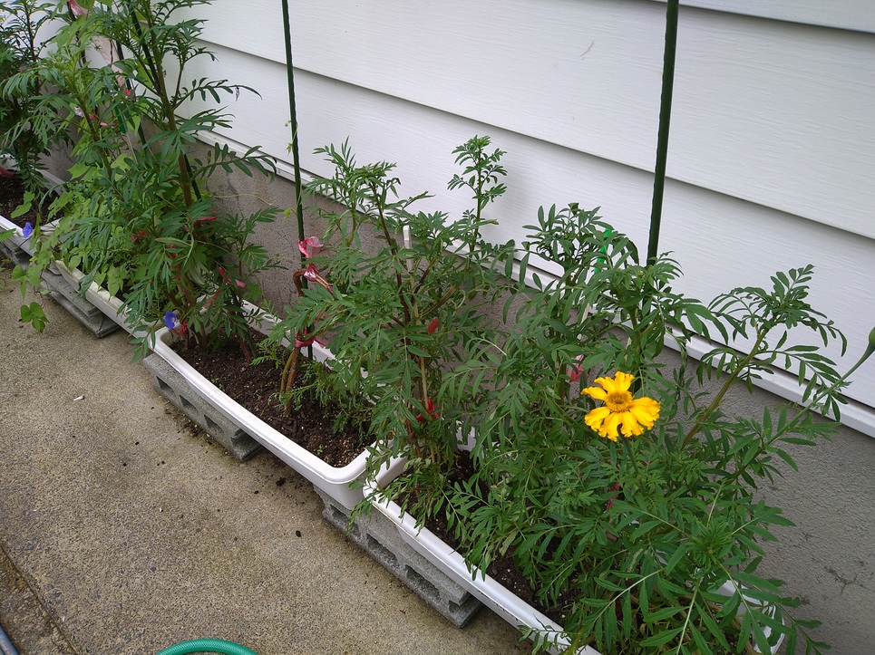 オレンジガーデニングプロジェクト2021の画像22