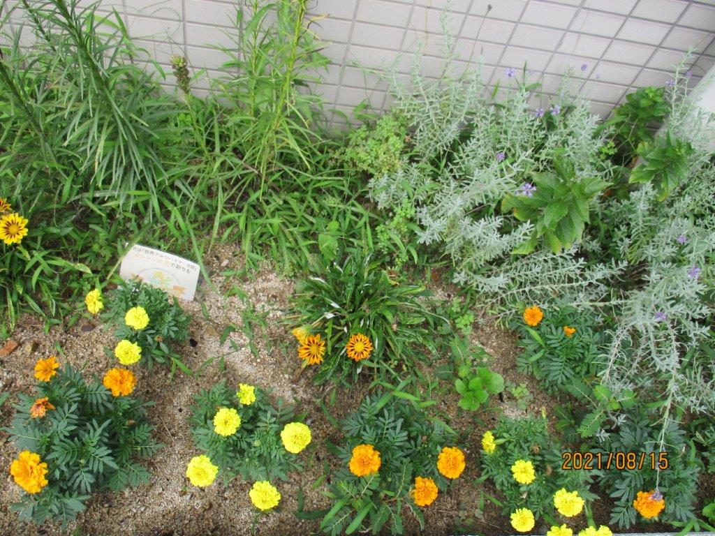 オレンジガーデニングプロジェクト2021の画像23