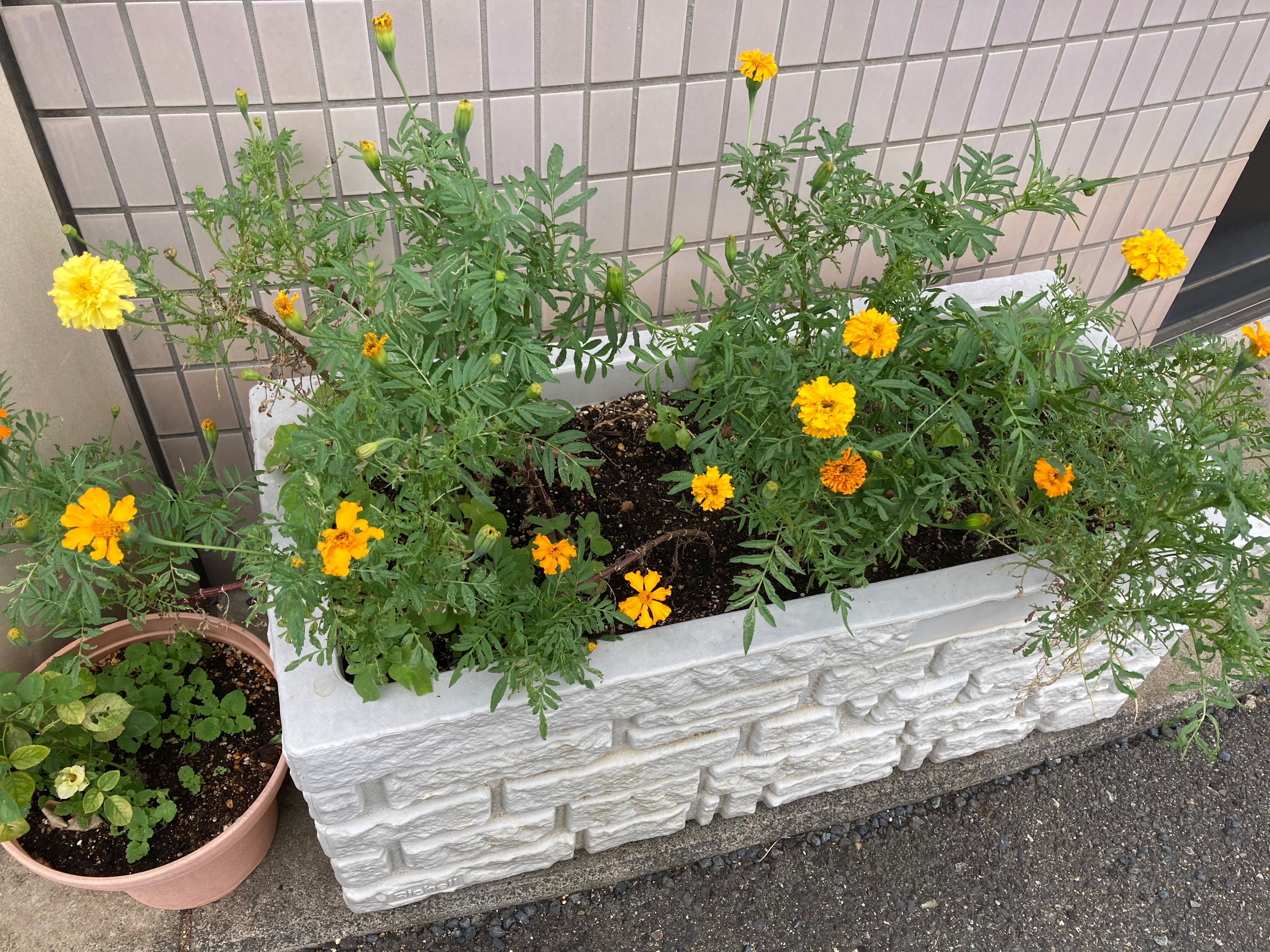 オレンジガーデニングプロジェクト2021の画像24