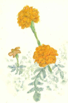 オレンジガーデニングプロジェクト2021の画像25