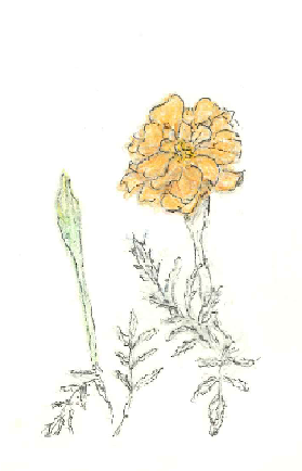 オレンジガーデニングプロジェクト2021の画像26