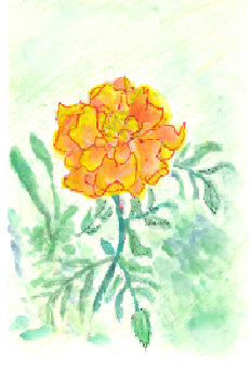 オレンジガーデニングプロジェクト2021の画像27