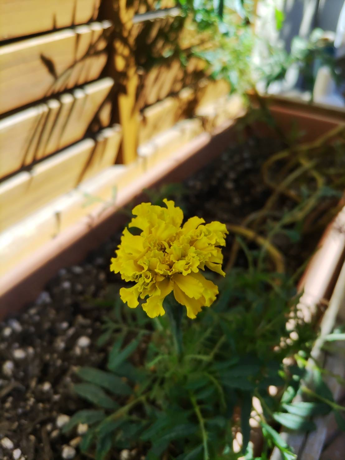 オレンジガーデニングプロジェクト2021の画像28