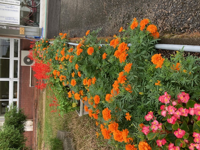 オレンジガーデニングプロジェクト2021の画像29