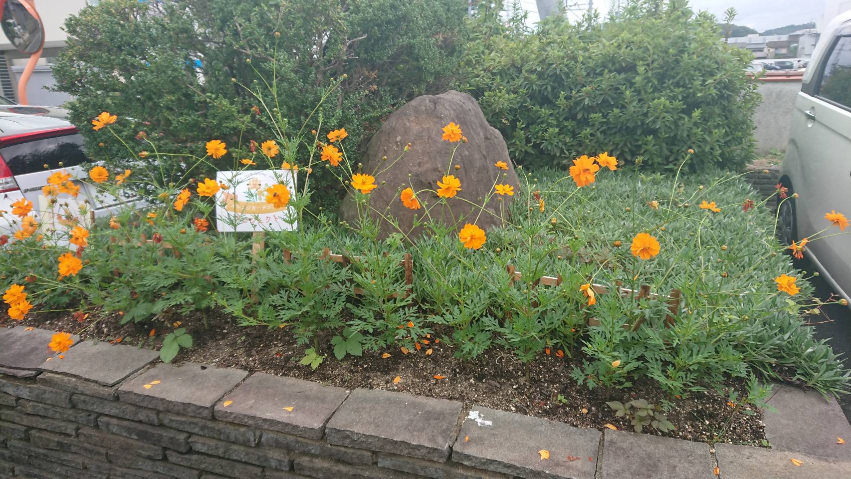 オレンジガーデニングプロジェクト2020の画像6