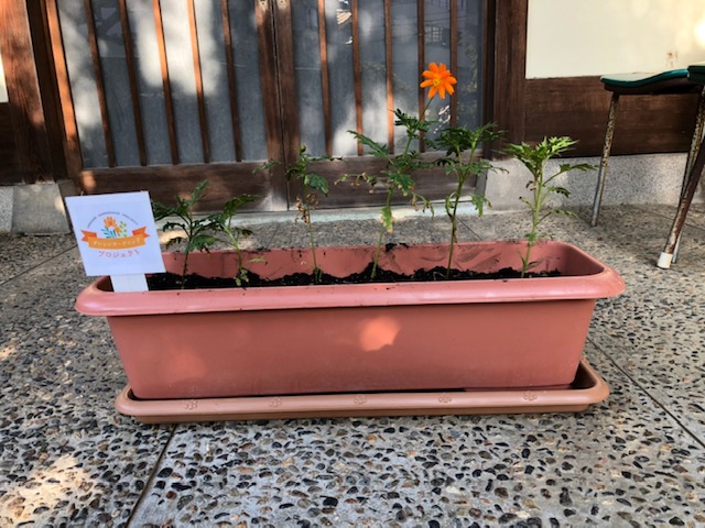 オレンジガーデニングプロジェクト2020の画像8