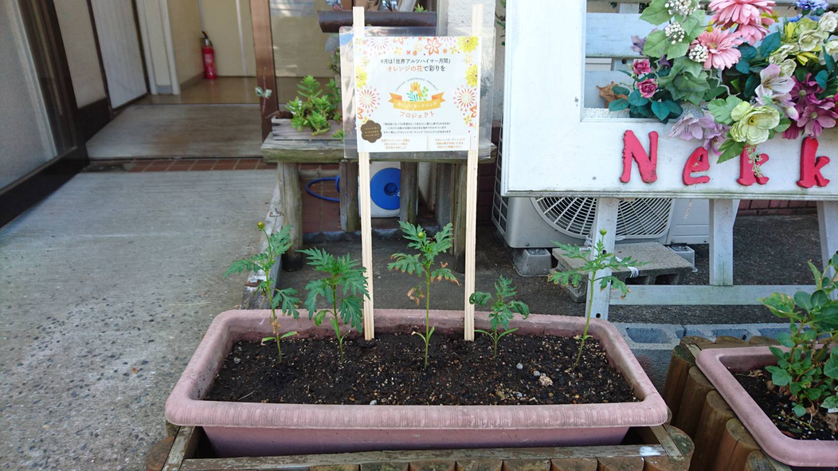 オレンジガーデニングプロジェクト2020の画像9