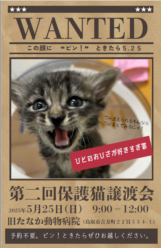 5月　第二回保護猫譲渡会　～この顔に“ピン！”ときたら編～　の画像1