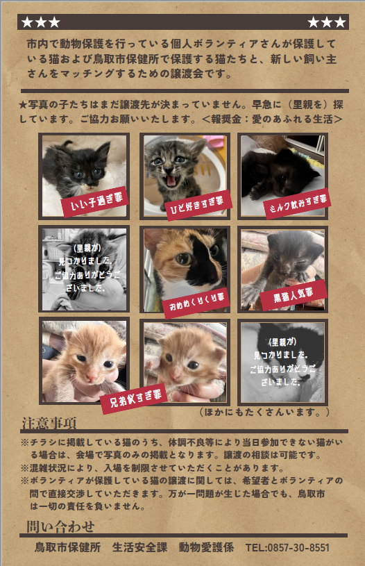 5月　第二回保護猫譲渡会　～この顔に“ピン！”ときたら編～　の画像2