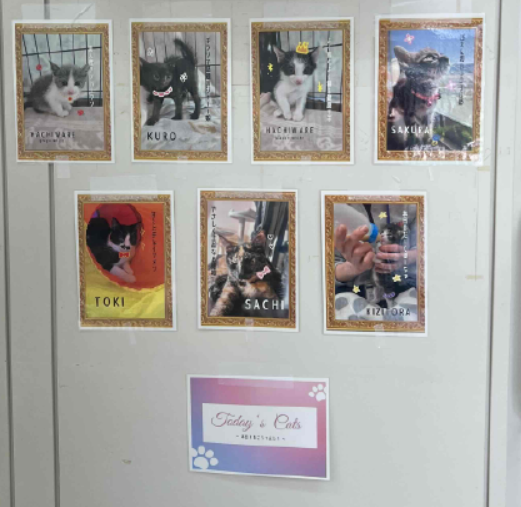 4月　第一回保護猫譲渡会　～春の子ねこ編～　の画像2