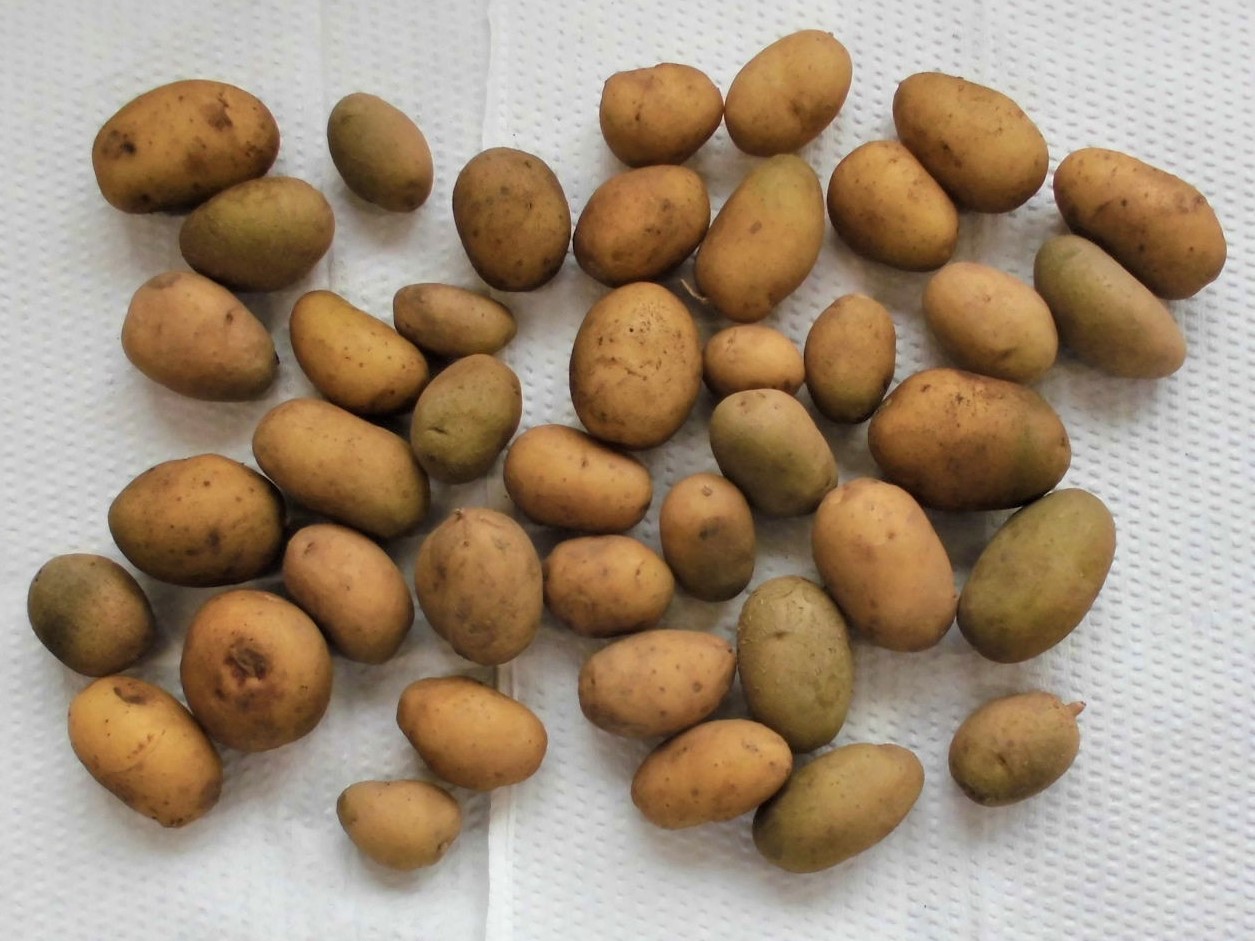 小さいイモ