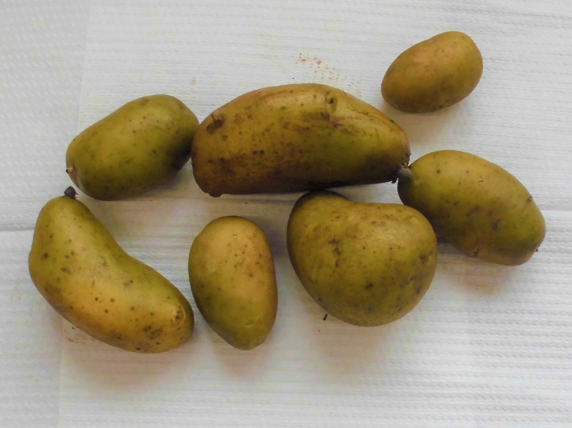 緑色化したイモの画像