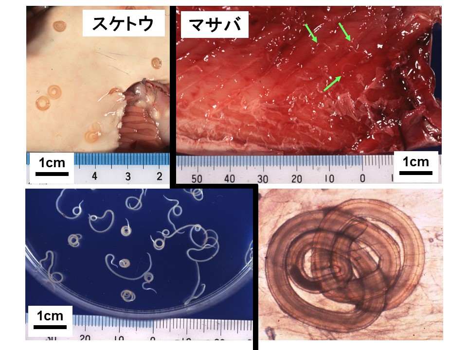 アニサキスの画像