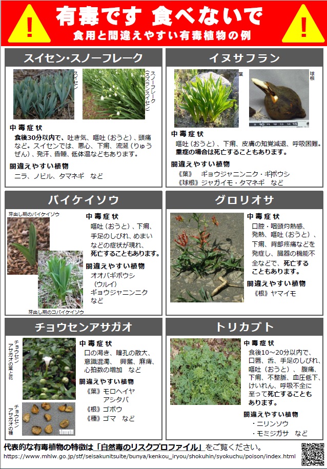 有毒植物リーフレットの画像4