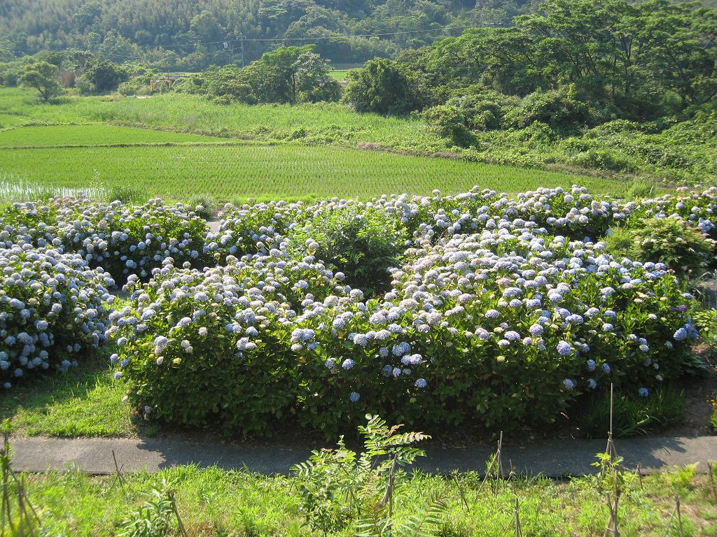 あじさい公園の画像2