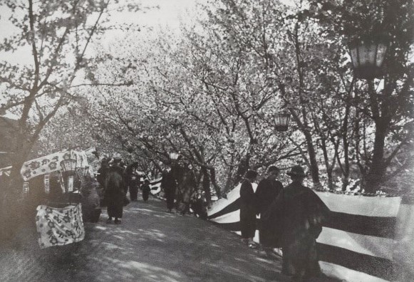 昭和初期の桜土手の画像