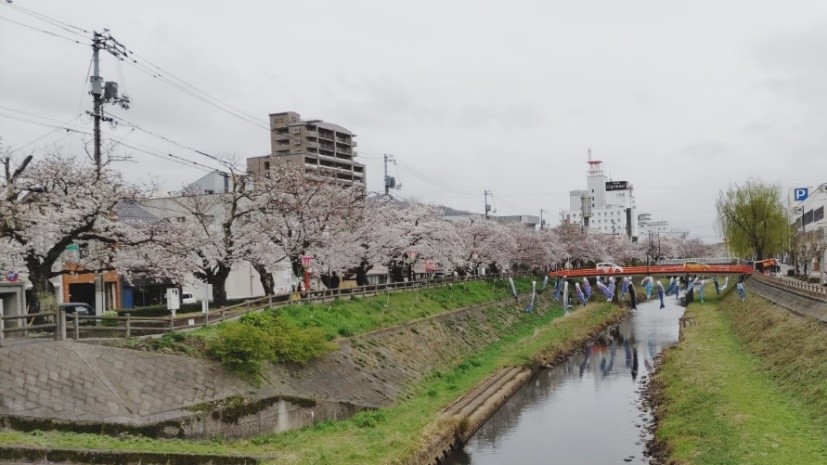現在の桜土手の画像