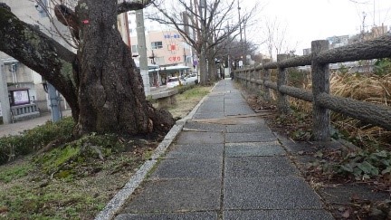根上りによる園路の段差の画像