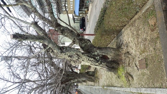 キノコの発生の画像