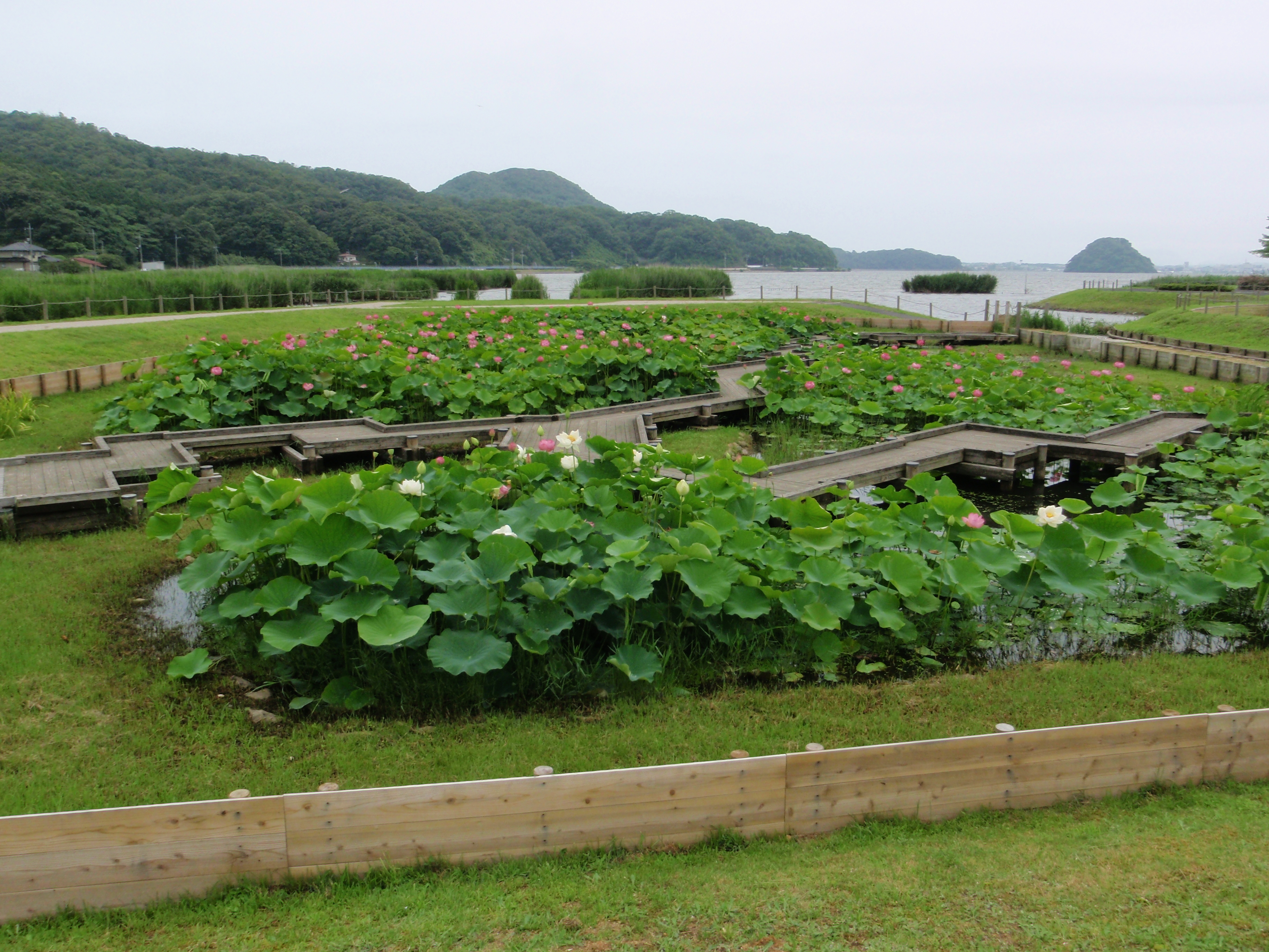 湖山池公園でハス観賞についての画像2