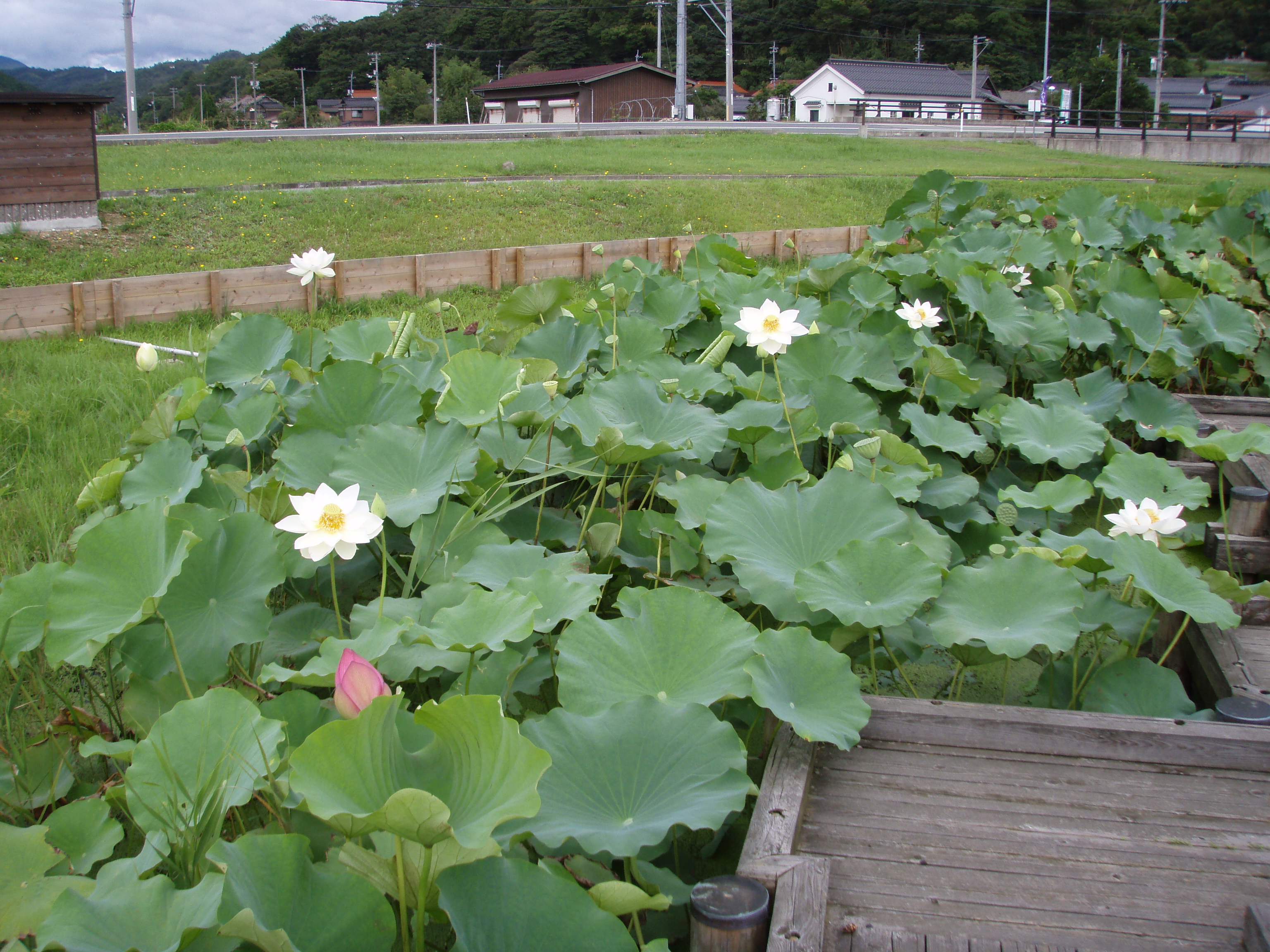 湖山池公園でハス観賞についての画像3