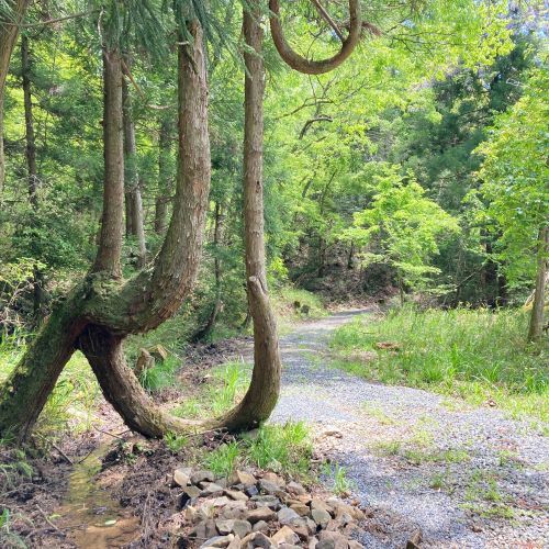 鳥取の新緑の撮影スポット、美歎（みたに）水源地の画像3