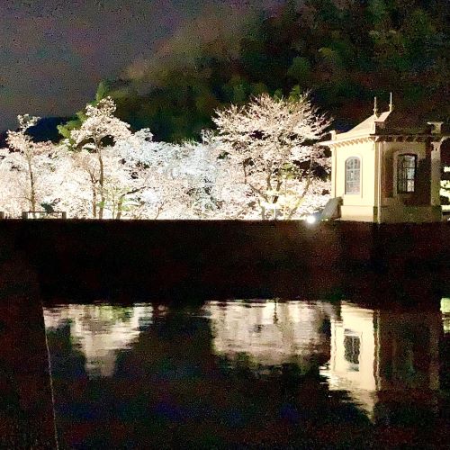 鳥取の夜桜ライトアップ撮影スポット美歎（みたに）水源地の画像1