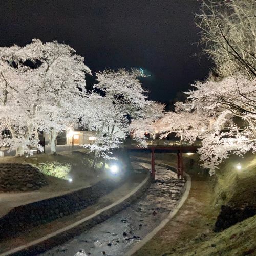 鳥取の夜桜ライトアップ撮影スポット美歎（みたに）水源地の画像2