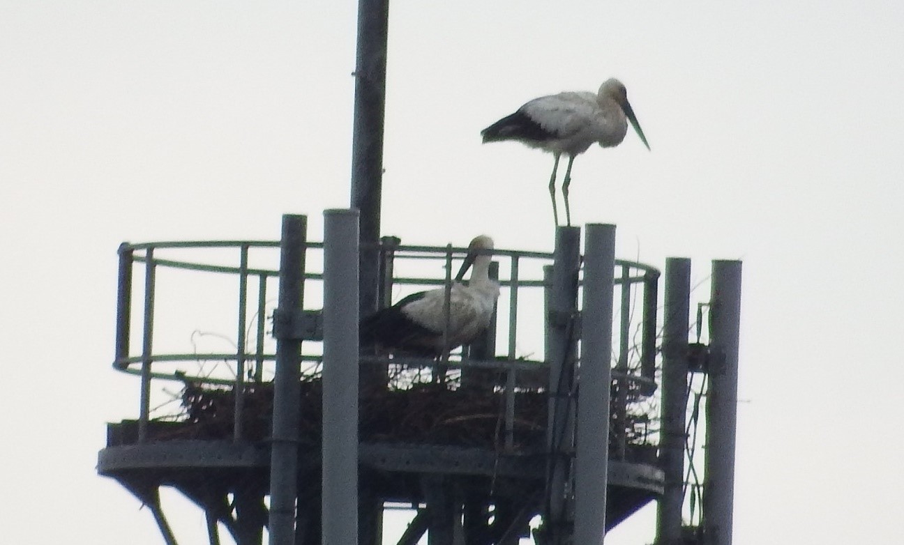 コウノトリの画像