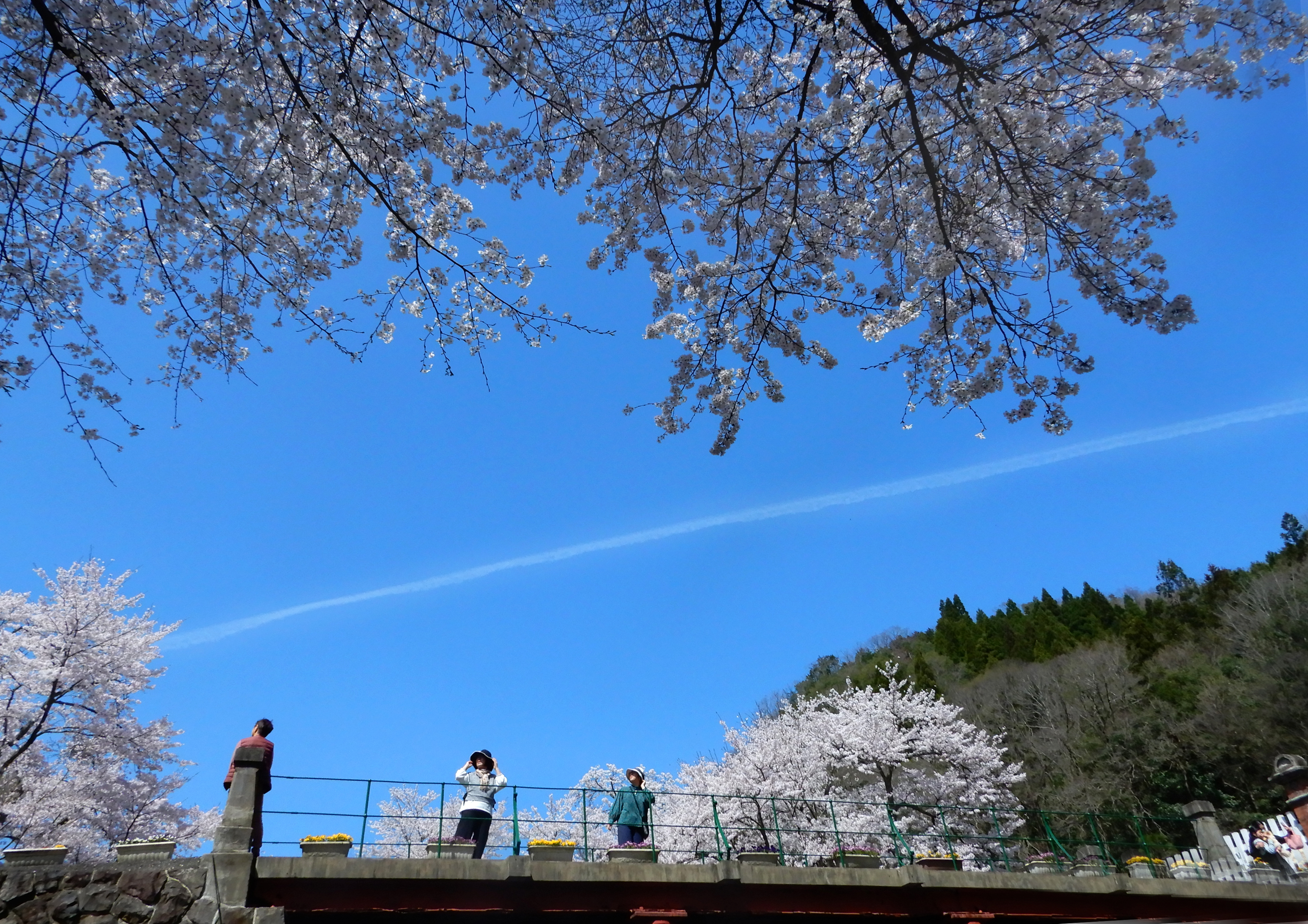 「春一直線」の画像