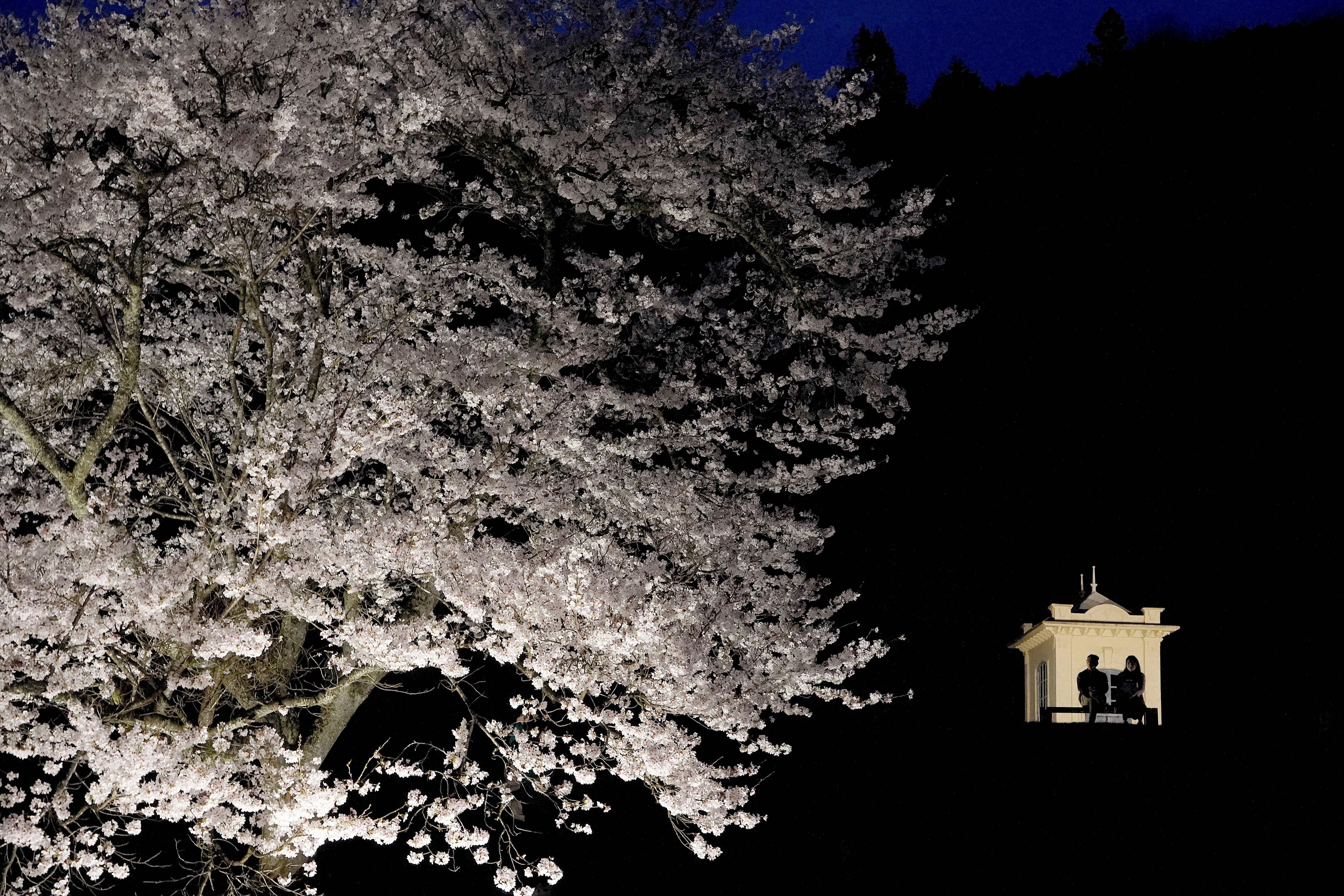 「夜桜を語る刻」の画像